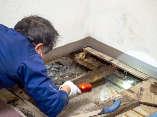 Reliable Orange, TX Mold Removal Solutions