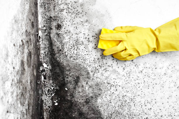 Best Residential Mold Removal  in Orange, TX