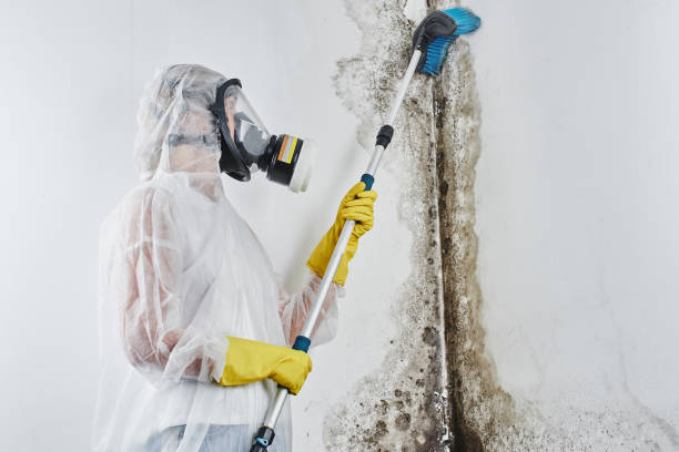 Best Professional Mold Removal  in Orange, TX
