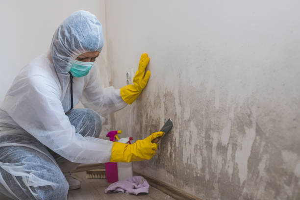 Best Toxic Mold Removal  in Orange, TX