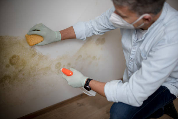 Best Mold Removal and Inspection  in Orange, TX