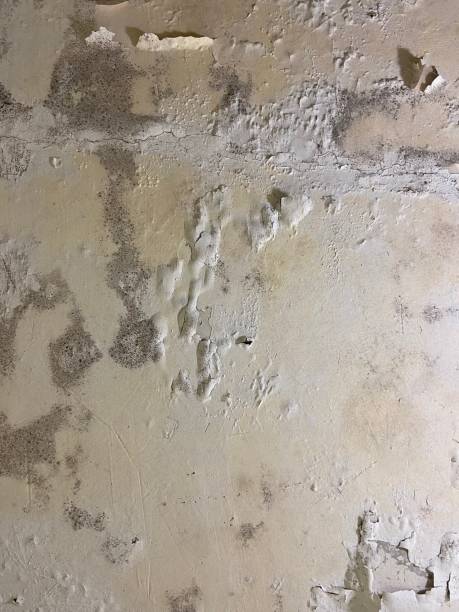 Best Attic Mold Removal  in Orange, TX
