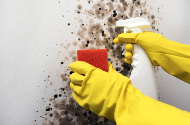 Best Crawl Space Mold Removal  in Orange, TX