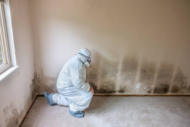 Best Local Mold Removal Service  in Orange, TX