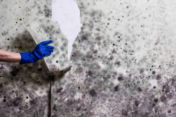 Best Fast Mold Removal  in Orange, TX