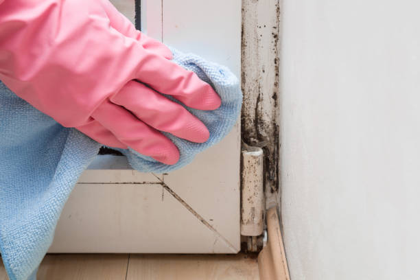 Best Fast Mold Removal  in Orange, TX