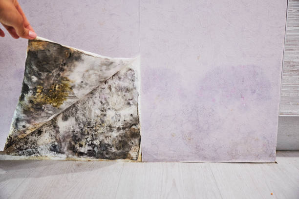 Best Mold Removal Company Near Me  in Orange, TX